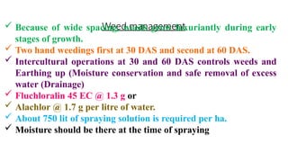 Weed management
 Because of wide spacing, weeds grow luxuriantly during early
stages of growth.
 Two hand weedings first at 30 DAS and second at 60 DAS.
 Intercultural operations at 30 and 60 DAS controls weeds and
Earthing up (Moisture conservation and safe removal of excess
water (Drainage)
 Fluchloralin 45 EC @ 1.3 g or
 Alachlor @ 1.7 g per litre of water.
 About 750 lit of spraying solution is required per ha.
 Moisture should be there at the time of spraying
 