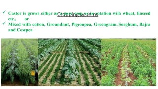 Cropping systems
 Castor is grown either as a pure crop or in rotation with wheat, linseed
etc., or
 Mixed with cotton, Groundnut, Pigeonpea, Greengram, Sorghum, Bajra
and Cowpea
 