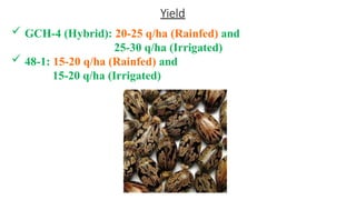 Yield
 GCH-4 (Hybrid): 20-25 q/ha (Rainfed) and
25-30 q/ha (Irrigated)
 48-1: 15-20 q/ha (Rainfed) and
15-20 q/ha (Irrigated)
 