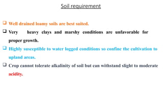Soil requirement
 Well drained loamy soils are best suited.
 Very heavy clays and marshy conditions are unfavorable for
proper growth.
 Highly susceptible to water logged conditions so confine the cultivation to
upland areas.
 Crop cannot tolerate alkalinity of soil but can withstand slight to moderate
acidity.
 