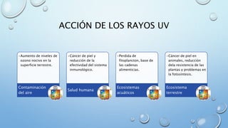 ACCIÓN DE LOS RAYOS UV
•Aumento de niveles de
ozono nocivo en la
superficie terrestre.
Contaminación
del aire
•Cáncer de piel y
reducción de la
efectividad del sistema
inmunológico.
Salud humana
•Perdida de
fitoplancton, base de
las cadenas
alimenticias.
Ecosistemas
acuáticos
•Cáncer de piel en
animales, reducción
dela resistencia de las
plantas y problemas en
la fotosíntesis.
Ecosistema
terrestre
 