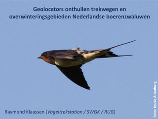 Geolocators onthullen trekwegen en
 overwinteringsgebieden Nederlandse boerenzwaluwen




                                                     Foto: Jouke Altenburg
Raymond Klaassen (Vogeltrekstation / SWGK / RUG)
 