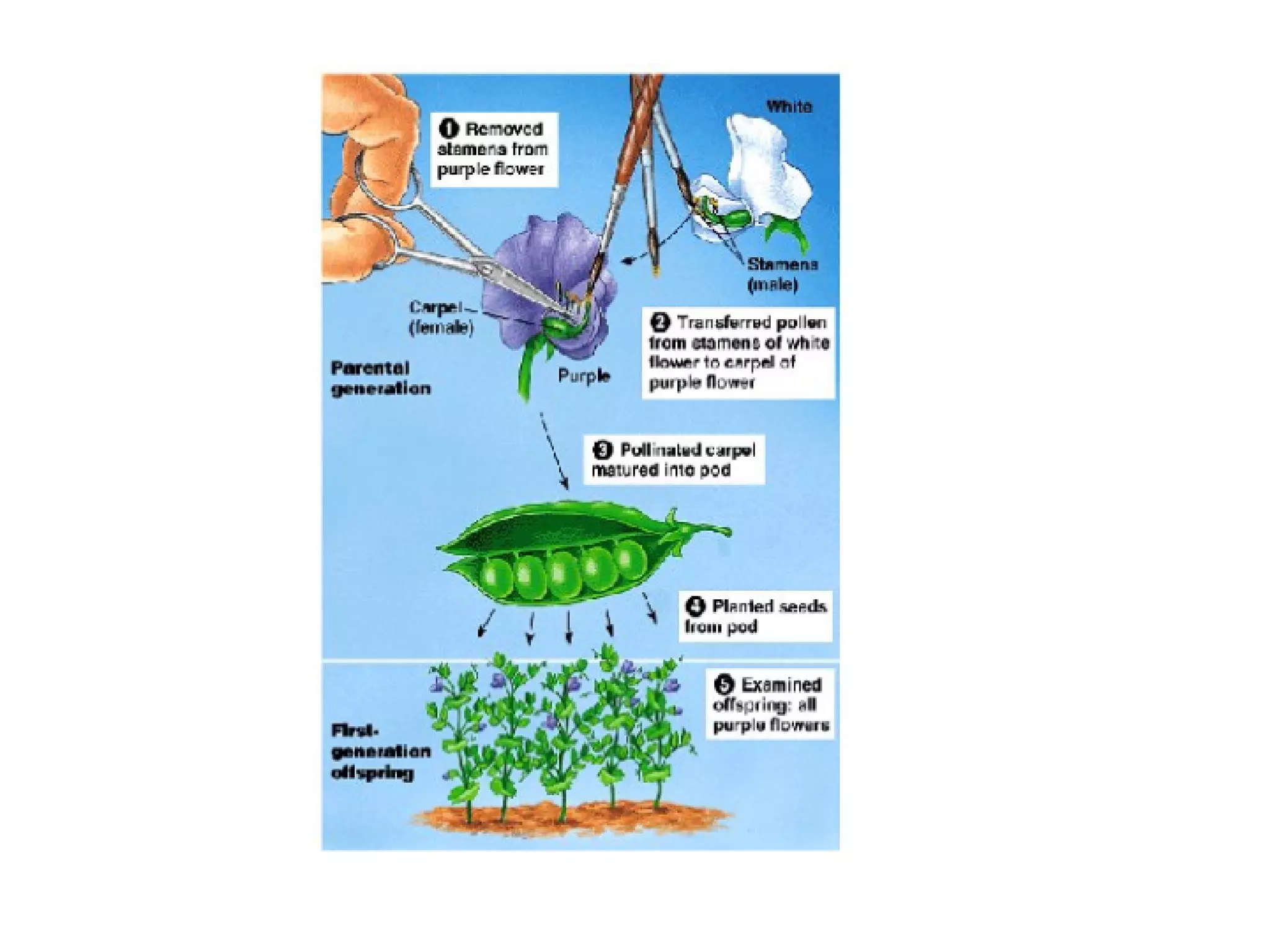 14 A Grgor Mendals Discovries