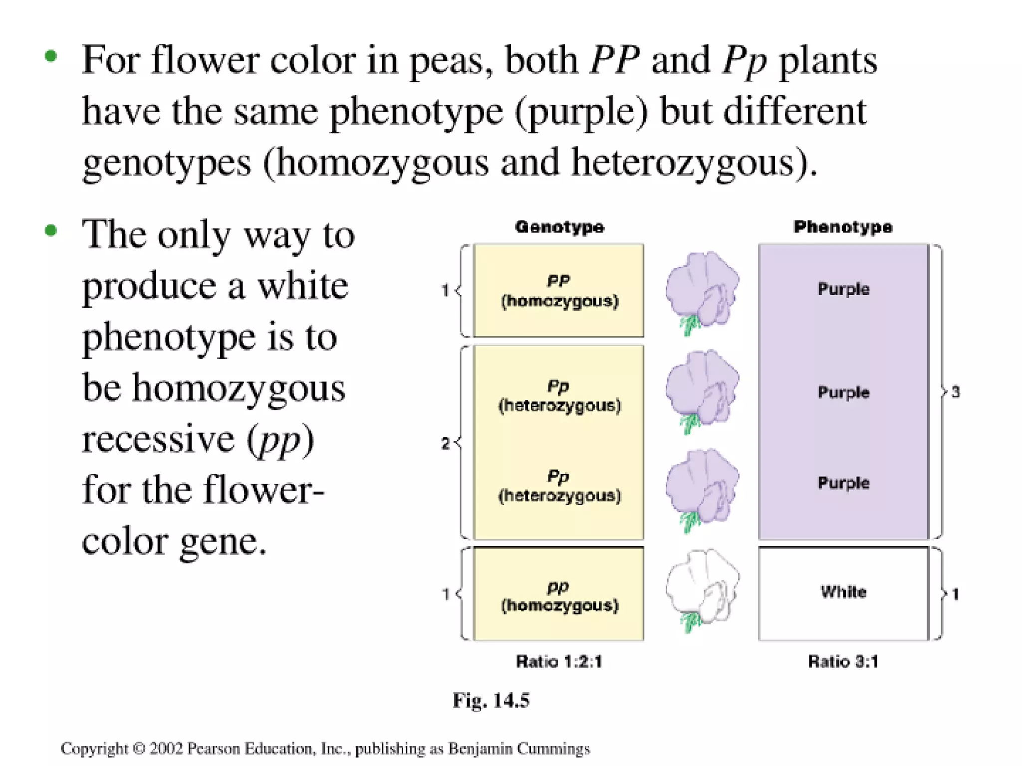 14 A Grgor Mendals Discovries