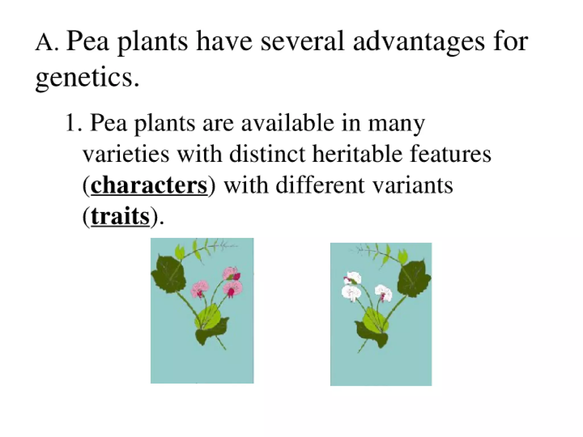 14 A Grgor Mendals Discovries