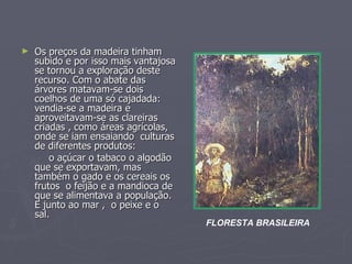 Os preços da madeira tinham  subido e por isso mais vantajosa se tornou a exploração deste recurso. Com o abate das árvores matavam-se dois coelhos de uma só cajadada: vendia-se a madeira e aproveitavam-se as clareiras criadas , como áreas agrícolas, onde se iam ensaiando  culturas de diferentes produtos: o açúcar o tabaco o algodão que se exportavam, mas também o gado e os cereais os frutos  o feijão e a mandioca de que se alimentava a população. E junto ao mar ,  o peixe e o sal.  FLORESTA BRASILEIRA 