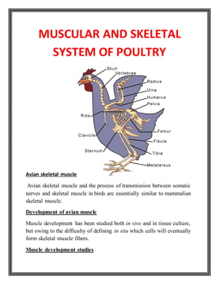 MUSCULAR AND SKELETAL
SYSTEM OF POULTRY
Avian skeletal muscle
Avian skeletal muscle and the process of transmission between somatic
nerves and skeletal muscle in birds are essentially similar to mammalian
skeletal muscle.
Development of avian muscle
Muscle development has been studied both in vivo and in tissue culture,
but owing to the difficulty of defining in situ which cells will eventually
form skeletal muscle fibers.
Muscle development studies
 