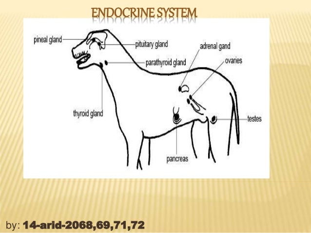 ENDOCRINE SYSTEM OF A GOAT