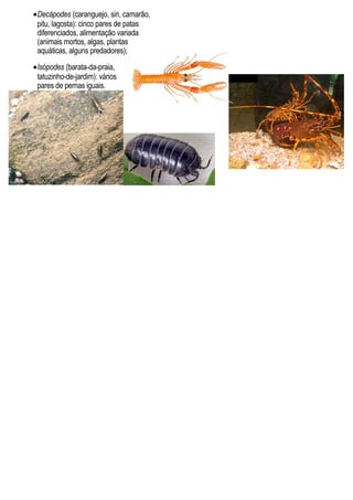 •Decápodes (caranguejo, siri, camarão,
pitu, lagosta): cinco pares de patas
diferenciados, alimentação variada
(animais mortos, algas, plantas
aquáticas, alguns predadores);
•Isópodes (barata-da-praia,
tatuzinho-de-jardim): vários
pares de pernas iguais.
 
