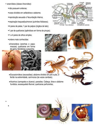  aracnídeos (classe Aracnidea):
não possuem antenas;
corpo dividido em cefalotórax e abdome;
reprodução sexuada c/ fecundação interna;
respiração traqueal/pulmonar (pulmões foliáceos);
4 pares de patas; 1 par de palpos (órgãos de tato);
1 par de quelíceras (apêndices em forma de pinças);
1 a 4 pares de olhos simples;
ordens mais conhecidas:
•Araneídeos (aranhas e papa-
moscas): quelíceras em forma
de garra, fiandeiras e peçonha;
•Escorpionídeos (escorpiões): abdome dividido em pré e pós, c/
ferrão na extremidade, carnívoros (às vezes canibais);
•Acarinos (carrapatos e ácaros): parasitas. Cabeça, tórax e abdome
fundidos, exoesqueleto flexível, quelíceras perfurantes;


 