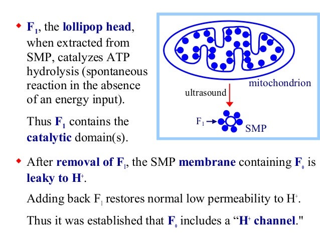 14 atpase 