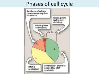 Phases of cell cycle
 