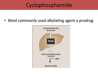 Cyclophosphamide

• Most commonly used alkylating agent a prodrug
 