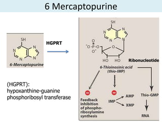 6 Mercaptopurine


               HGPRT


                                  Ribonucleotide




(HGPRT):
hypoxanthine-guanine
phosphoribosyl transferase
 