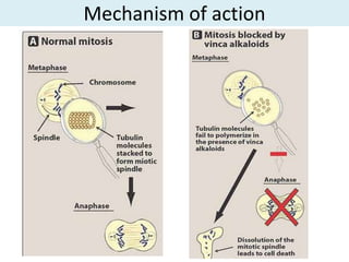 Mechanism of action
 