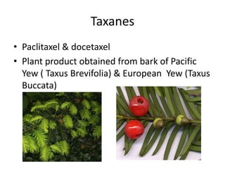 Taxanes
• Paclitaxel & docetaxel
• Plant product obtained from bark of Pacific
  Yew ( Taxus Brevifolia) & European Yew (Taxus
  Buccata)
 