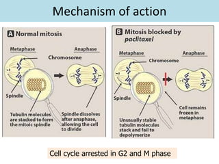 Mechanism of action




Cell cycle arrested in G2 and M phase
 