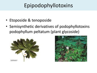 Epipodophyllotoxins

• Etoposide & tenoposide
• Semisynthetic derivatives of podophyllotoxins
  podophyllum peltatum (plant glycoside)
 