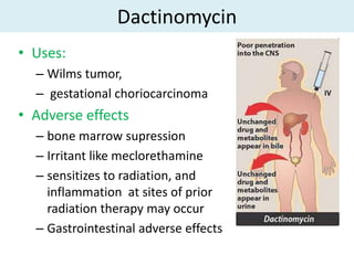 Dactinomycin
• Uses:
  – Wilms tumor,
  – gestational choriocarcinoma
• Adverse effects
  – bone marrow supression
  – Irritant like meclorethamine
  – sensitizes to radiation, and
    inflammation at sites of prior
    radiation therapy may occur
  – Gastrointestinal adverse effects
 