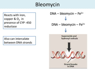 Bleomycin
Reacts with iron,           DNA – bleomycin – Fe2+
copper & O2 in
presence of CYP -450
                             DNA – bleomycin – Fe3+
reductase


Also can intercalate
between DNA strands
 