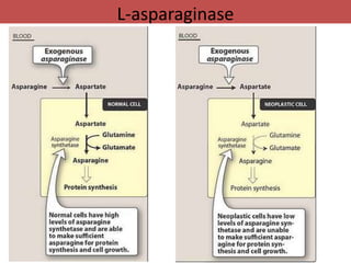 L-asparaginase
 