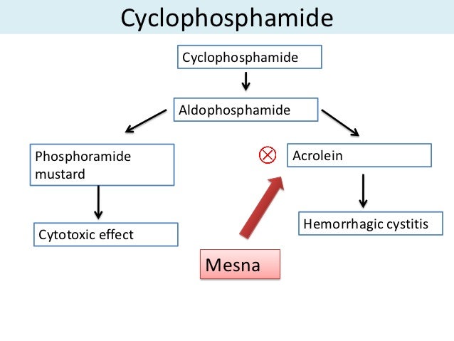 Side Effects Of Cyclophosphamide Cytoxan