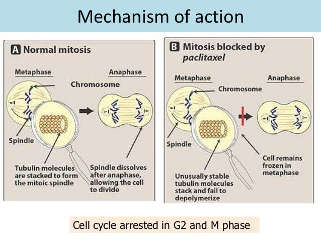 cancer chemotherapy cisplatin mechanism of action