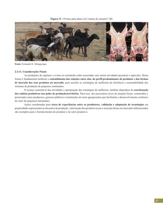 37
Figura 11 - Ovinos para abate (A);“manta de carneiro” (B)
Fonte: Fernando H. Albuquerque.
2.3.11. Considerações Finais
	 As produções de caprinos e ovinos no semiárido estão associadas com outras atividades pecuárias e agrícolas. Dessa
forma é fundamental melhorar o entendimento das relações entre elas, do perfil predominante do produtor e das formas
de inserção dos seus produtos no mercado, para auxiliar as estratégias de melhorias da eficiência e sustentabilidade dos
sistemas de produção de pequenos ruminantes.
	 O avanço sustentável das atividades e apropriação das estratégias de melhorias, também dependem da coordenação
das cadeias produtivas nos polos de produção/territórios. Para isso, são necessários eixos de atuação locais, construídos e
priorizados entre produtores, gestores públicos e instituições do setor agropecuário que facilitarão o desenvolvimento sistêmico
do setor de pequenos ruminantes.
	 Ações coordenadas para troca de experiências entre os produtores, validação e adaptação de tecnologias em
propriedades representativas dos polos de produção, valorização dos produtos locais e inserção destes em mercados diferenciados
são exemplos para o fortalecimento do produtor e do setor produtivo.
A B
 