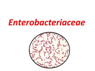 Enterobacteriaceae
 