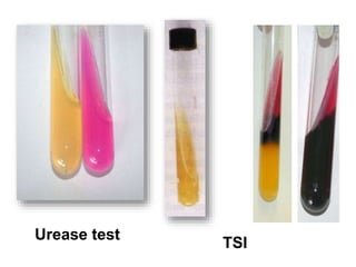 14- Coliforms final 2016(1).ppt