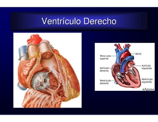 Ventrículo Derecho
Ventrículo Derecho
 
