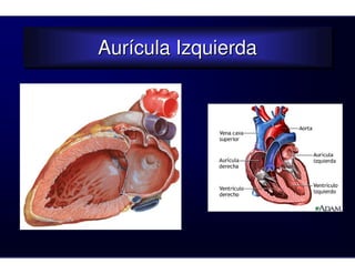 Aurícula Izquierda
Aurícula Izquierda
 