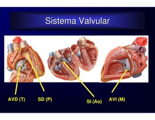 Sistema Valvular
             Sistema Valvular




AVD (T)   SD (P)       SI (Ao)   AVI (M)
 