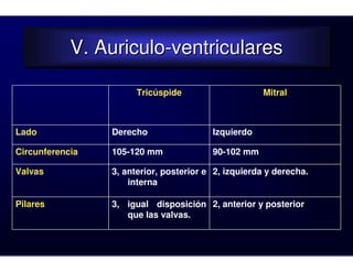 V. Auriculo-ventriculares
            V. Auriculo-ventriculares

                       Tricúspide                    Mitral



Lado             Derecho                 Izquierdo

Circunferencia   105-120 mm              90-102 mm

Valvas           3, anterior, posterior e 2, izquierda y derecha.
                     interna

Pilares          3, igual disposición 2, anterior y posterior
                    que las valvas.
 