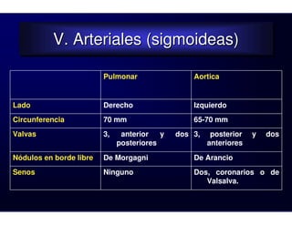 V. Arteriales (sigmoideas)
           V. Arteriales (sigmoideas)

                         Pulmonar                 Aortica


Lado                     Derecho                  Izquierdo
Circunferencia           70 mm                    65-70 mm
Valvas                   3,    anterior   y   dos 3,    posterior   y   dos
                              posteriores              anteriores

Nódulos en borde libre   De Morgagni              De Arancio
Senos                    Ninguno                  Dos, coronarios o de
                                                     Valsalva.
 