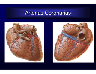 Arterias Coronarias
Arterias Coronarias
 