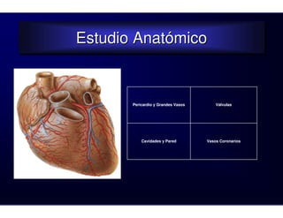Estudio Anatómico
Estudio Anatómico


       Pericardio y Grandes Vasos       Válvulas




           Cavidades y Pared        Vasos Coronarios
 
