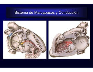 Sistema de Marcapasos y Conducción
Sistema de Marcapasos y Conducción
 