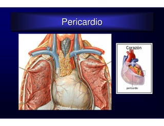 Pericardio
Pericardio
 