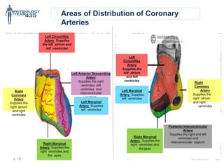Areas of Distribution of Coronary
Arteries
Left Circumflex
Artery Supplies
the left atrium and
left ventricles
Right
Coronary
Artery
Supplies the
right atrium
and right
ventricles
Right
Coronary
Artery
Supplies the
right atrium
and right
ventricles
Left Anterior Descending
Artery
Supplies the right
ventricles ,left
ventricles and
interventricular
septum
Left Marginal
Artery Supplies
left ventricles
Posterior Interventricular
Artery
Supplies the right and left
ventricles and
interventricular septum
Right Marginal
Artery Supplies the
right ventricles and
the apex
Right Marginal
Artery Supplies the
right ventricles and
the apex
Left
Circumflex
Artery
Supplies the
left atrium
and left
ventricles
Left Marginal
Artery Supplies
left ventricles
 10
 