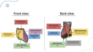circulation system of coronaries of heart | PDF