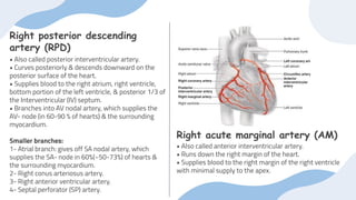 circulation system of coronaries of heart | PDF