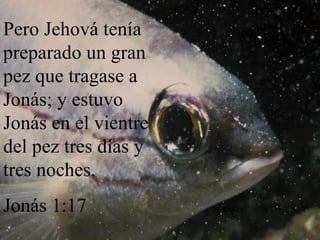 Pero Jehová tenía preparado un gran pez que tragase a Jonás; y estuvo Jonás en el vientre del pez tres días y tres noches. Jonás 1:17 
