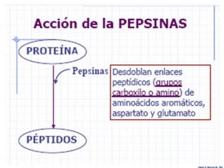 Edgar H. Murcia M. MV
 