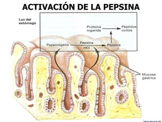 ACTIVACIÓN DE LA PEPSINA




                           Edgar H. Murcia M. MV
 