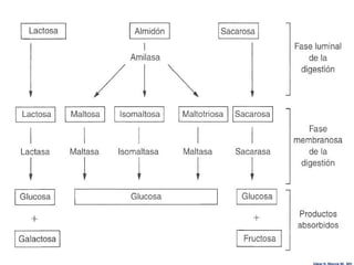 Edgar H. Murcia M. MV
 