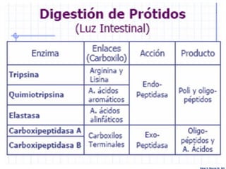 Edgar H. Murcia M. MV
 