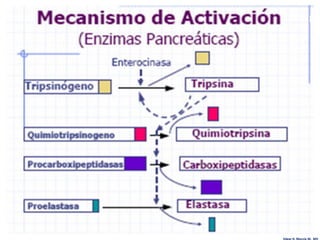 Edgar H. Murcia M. MV
 