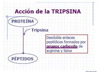 Edgar H. Murcia M. MV
 