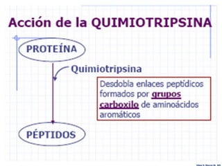 Edgar H. Murcia M. MV
 